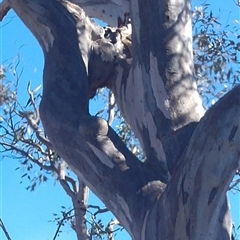 Eucalyptus sp. at Conder, ACT - 19 Aug 2019