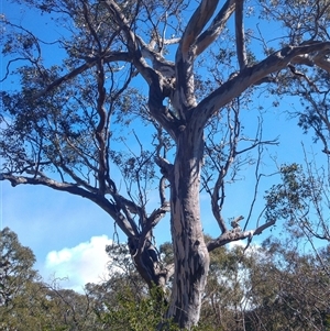 Eucalyptus sp. at Conder, ACT - 19 Aug 2019