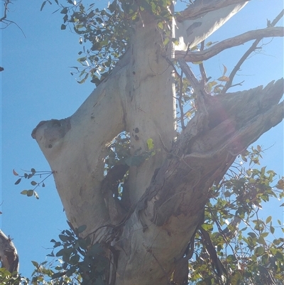 Eucalyptus (genus) (A Gum Tree) at Conder, ACT - 19 Aug 2019 by MB
