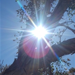 Eucalyptus sp. at Conder, ACT - suppressed