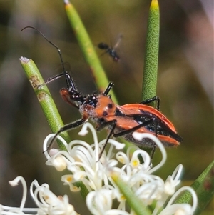 Gminatus australis at Captains Flat, NSW - 16 Nov 2024