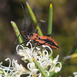 Gminatus australis at Captains Flat, NSW - 16 Nov 2024