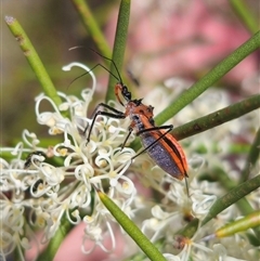 Gminatus australis at Captains Flat, NSW - 16 Nov 2024