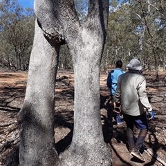 Eucalyptus (genus) (A Gum Tree) at Byadbo Wilderness, NSW - 18 Nov 2019 by MB