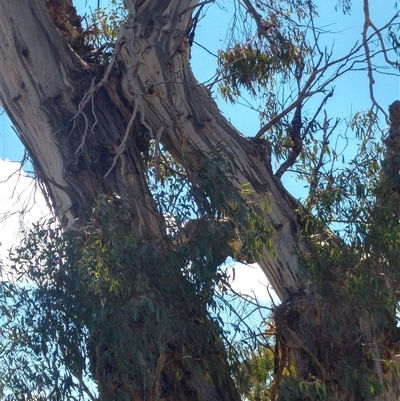 Eucalyptus sp. (A Gum Tree) at Calwell, ACT - 19 Aug 2019 by MB