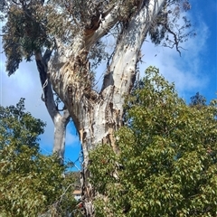 Eucalyptus sp. at Calwell, ACT - suppressed