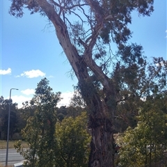 Eucalyptus sp. at Calwell, ACT - suppressed