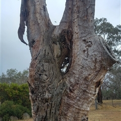 Eucalyptus rossii (Inland Scribbly Gum) at Wallaroo, NSW - 1 Dec 2019 by MB