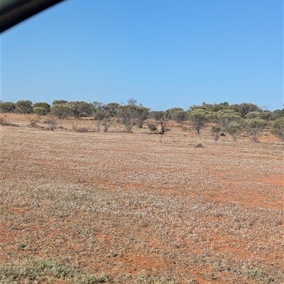 Dromaius novaehollandiae (Emu) at Tibooburra, NSW - 13 Nov 2024 by Darcy