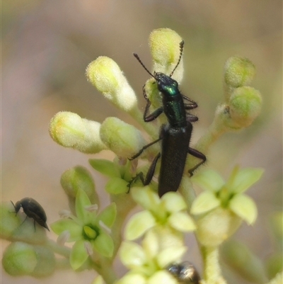 Eleale aspera (Clerid beetle) at Captains Flat, NSW - 16 Nov 2024 by Csteele4