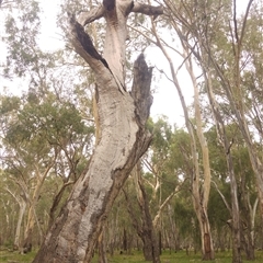 Eucalyptus camaldulensis (River Red Gum) at Willbriggie, NSW - 3 Mar 2020 by MB