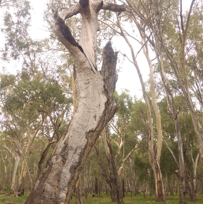 Eucalyptus camaldulensis (River Red Gum) at Willbriggie, NSW - 3 Mar 2020 by MB