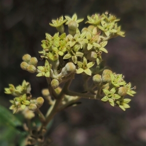 Astrotricha ledifolia at Captains Flat, NSW - 16 Nov 2024 01:03 PM