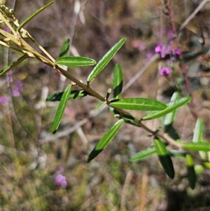 Astrotricha ledifolia at Captains Flat, NSW - 16 Nov 2024 01:03 PM