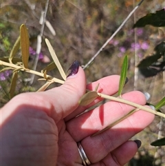 Astrotricha ledifolia at Captains Flat, NSW - 16 Nov 2024 01:03 PM