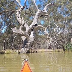 Eucalyptus sp. by MB