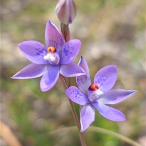 Thelymitra x truncata at Captains Flat, NSW - suppressed