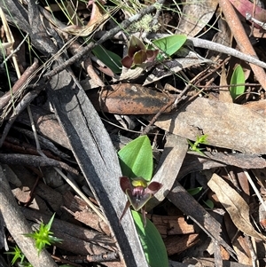 Chiloglottis valida at Tantangara, NSW - suppressed