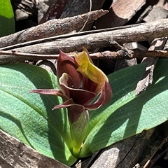 Chiloglottis valida at Tantangara, NSW - 3 Nov 2024