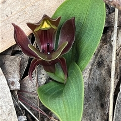 Chiloglottis valida (Large Bird Orchid) at Cotter River, ACT - 15 Nov 2024 by dgb900