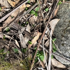 Chiloglottis valida at Cotter River, ACT - 16 Nov 2024