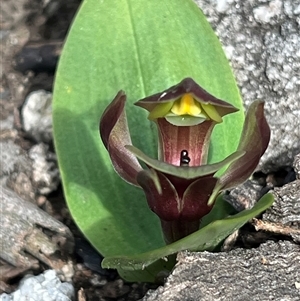 Chiloglottis valida at Cotter River, ACT - 16 Nov 2024