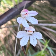 Caladenia alpina (Mountain Caps) at Cotter River, ACT - 16 Nov 2024 by dgb900