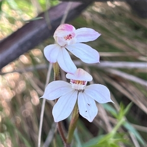 Caladenia alpina at Cotter River, ACT - suppressed