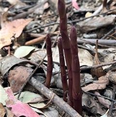 Dipodium sp. (A Hyacinth Orchid) at Cotter River, ACT - 16 Nov 2024 by dgb900