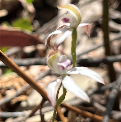 Caladenia moschata (Musky Caps) at Cotter River, ACT - 16 Nov 2024 by dgb900