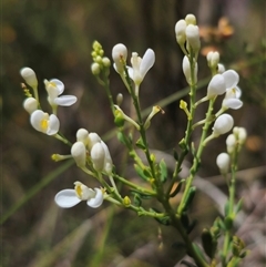 Comesperma ericinum (Heath Milkwort) at Captains Flat, NSW - 16 Nov 2024 by Csteele4