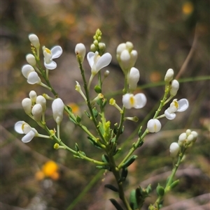 Comesperma ericinum at Captains Flat, NSW - 16 Nov 2024