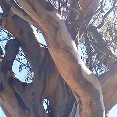 Eucalyptus sp. (A Gum Tree) at Weetangera, ACT - 22 Aug 2021 by MB