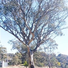 Eucalyptus sp. at Weetangera, ACT - 22 Aug 2021