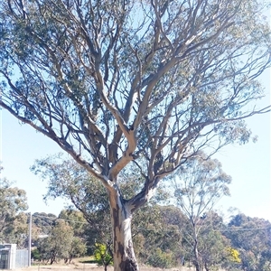 Eucalyptus sp. at Weetangera, ACT - 22 Aug 2021