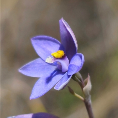 Thelymitra ixioides (Dotted Sun Orchid) at Captains Flat, NSW - 16 Nov 2024 by Csteele4