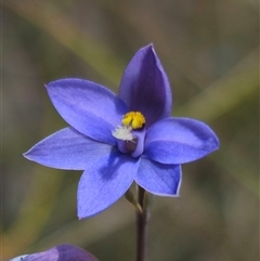 Thelymitra ixioides at suppressed - 16 Nov 2024