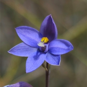 Thelymitra ixioides at suppressed - 16 Nov 2024