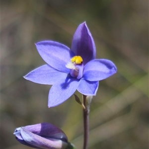 Thelymitra ixioides at suppressed - 16 Nov 2024