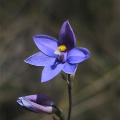 Thelymitra ixioides at suppressed - 16 Nov 2024