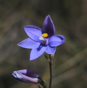 Thelymitra ixioides at suppressed - 16 Nov 2024