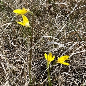 Diuris monticola at Long Plain, NSW - suppressed