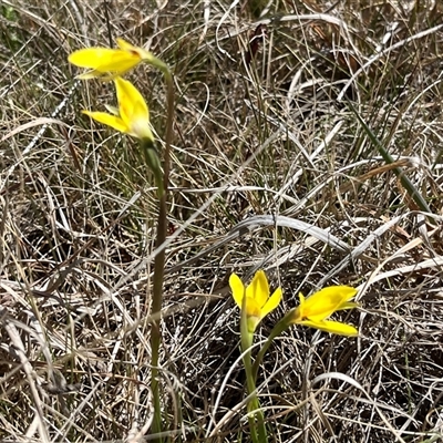 Diuris monticola (Highland Golden Moths) - 1 Jan 1900 by dgb900