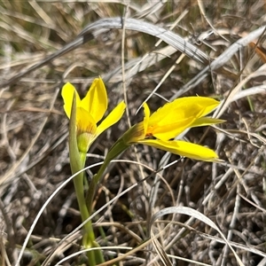 Diuris monticola at Long Plain, NSW - suppressed