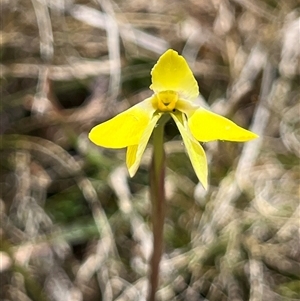 Diuris monticola at Long Plain, NSW - 2 Nov 2024