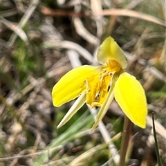 Diuris monticola at Long Plain, NSW - 2 Nov 2024