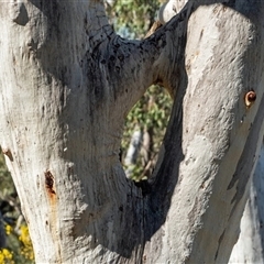 Eucalyptus rossii (Inland Scribbly Gum) at Acton, ACT - 14 Sep 2021 by MB