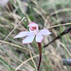Caladenia alpina (Mountain Caps) - 1 Jan 1900 by dgb900