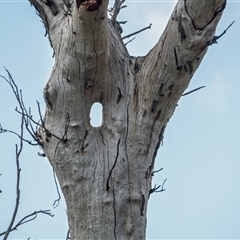 Eucalyptus sp. (A Gum Tree) at Whitlam, ACT - 19 Sep 2021 by MB