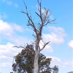 Eucalyptus sp. at Whitlam, ACT - 19 Sep 2021